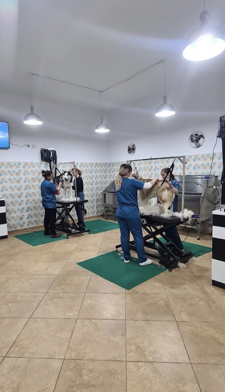 Pet Grooming Bora 2