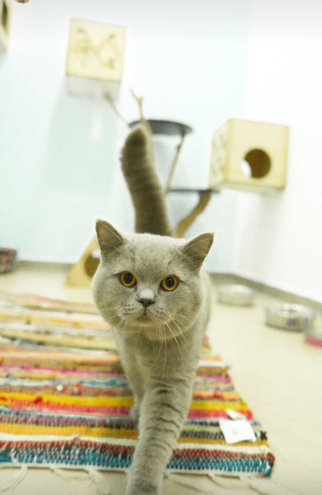 Vet Clinic Happy Pets